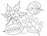 Leaves Coloring Autumn Pages Leaf Preschool Line Fall Printable Drawing Color Colouring Sheets Print Getcolorings Getdrawings Hunt Going Choose Board sketch template