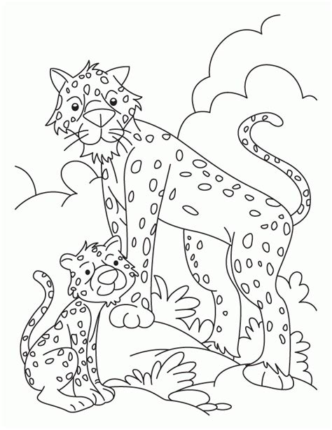 pictures  baby cheetahs coloring home