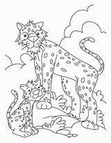Cheetah Cub Gepard Coloringhome sketch template