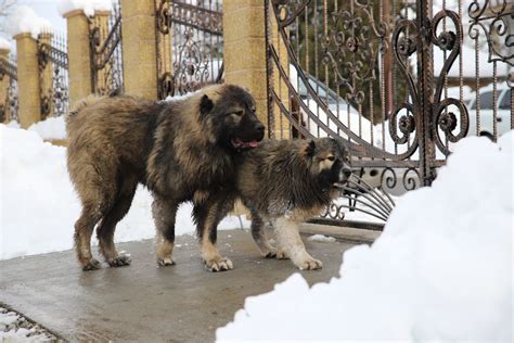 caucasian mountain dog guard dog  loving family member