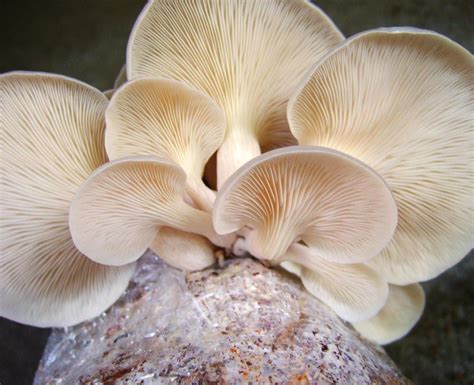 quick guide onhow  grow portobello mushrooms   garden