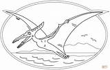 Pterodactyl Flying sketch template