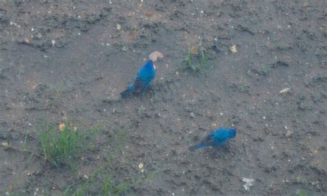 blue buntings blue bunting animals birds