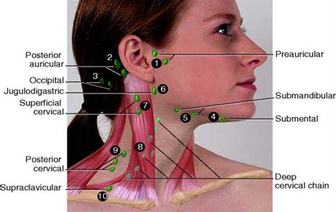 neck lymph node locations nursessity