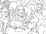 Wolf Coloring Pack Pages Lineart Popular sketch template