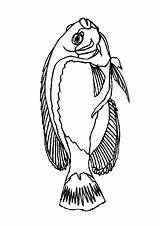 Coloring Pages Fish Animals Animal sketch template