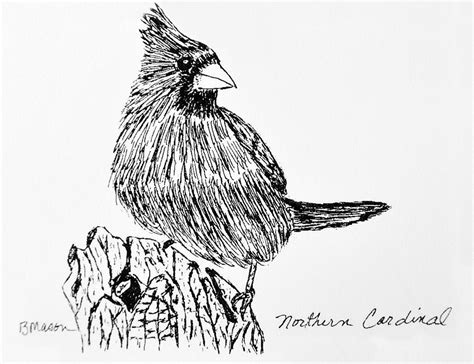 northern cardinal drawing  becky mason fine art america