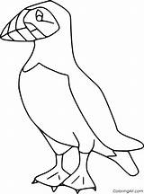 Puffin Pulcinella Bird Frailecillo Coloringall Uccelli Disegno Puffins Colorare Frailecillos Aves sketch template