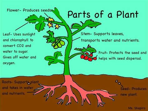B6cb Resources Page Parts Of A Plant Parts Of A Flower