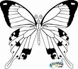 Butterfly Coloring Pages Cycle Life Easy Kids Realistic Color Drawing Fancy Printable Monarch Template Colorings Getdrawings Getcolorings Pattern Sketch Print sketch template