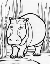 Coloring Hippopotamus Pages Animals Kids sketch template