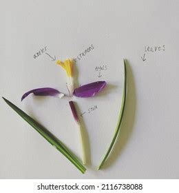 labelled diagram flower parts stock photo  shutterstock