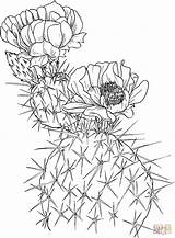 Cactus Coloring Prickly Pear Pages Nopal Opuntia Outline Drawing Printable Supercoloring Para Color Flowers Colouring Tattoo Cactos Dessin Succulents Adult sketch template