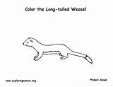 Weasel Coloring Tailed Ermine Long Labeling Short Printing Longtail Exploringnature sketch template