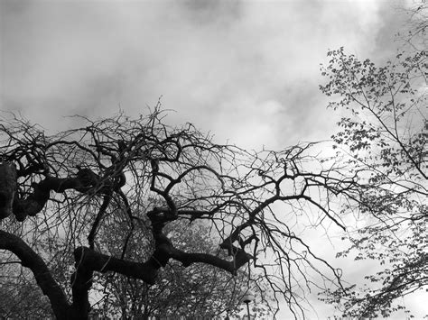 grey tree  photo  freeimages