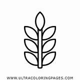 Trigo Grano Ultracoloringpages sketch template
