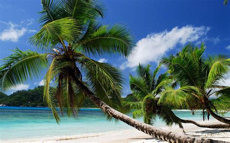 kueste meer sand strand palmen  hd hintergrundbilder hd bild