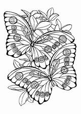 Adultes Papillons Bouquet Adulte Papillon sketch template