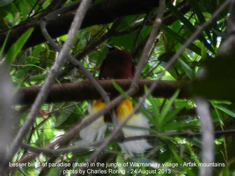 Birding Tours In West Papua Indonesia