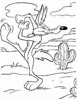 Coloring Pages Runner Road Coloringpages1001 Looney Tunes Coyote sketch template