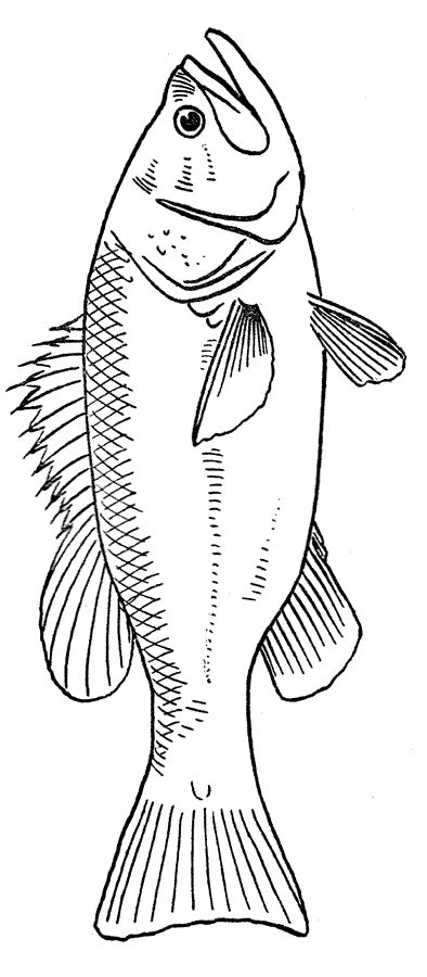 fish coloring pages coloring pages  print