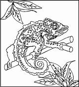 Coloring Pages Chameleon Reptile Kids Color Printable Lizard Christiananswers Getdrawings Getcolorings sketch template