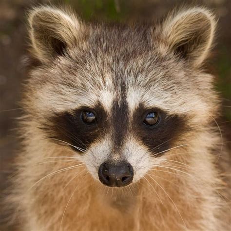 raccoon deterrent     critters  thegearhunt