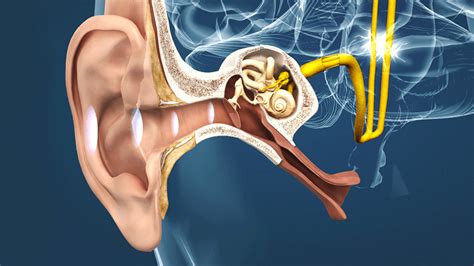 anatomia del oido biology quizizz