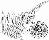 Fern Spore Licorice Case Cluster Frond Enlarged Tip sketch template