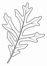Coloring Leaf Sessile sketch template
