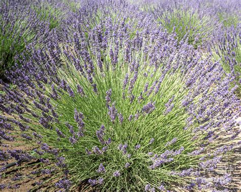grosso lavender photograph  steven natanson