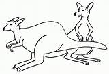 Kangaroo Coloring Pages Colouring Printable Color Kids Outline Template Clipart Kangroo Print Cliparts Australia Animals Animal Library Templates Book Popular sketch template