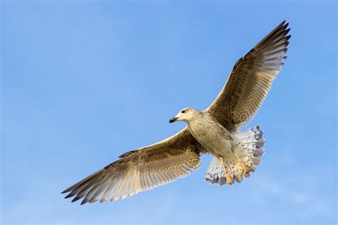 images bird wing seabird flying fly seagull gull beak