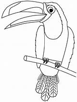 Toucan Branch Coloring Pages Printable Categories sketch template