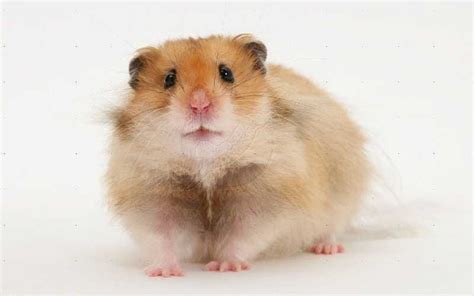 Long Haired Syrian Hamsters Long Haired Syrian Hamsters Are Known