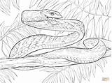 Snake Coloring Anaconda Pages Drawing Green Vine Snakes Cobra Threat Kids Print Pumpkin Posture Racer Printable Sheets Getdrawings Animal Drawings sketch template