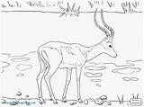 Wildebeest Coloring Pages Getcolorings Getdrawings sketch template