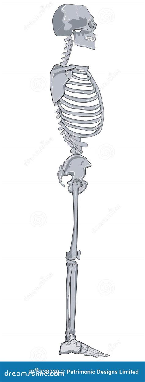 human skeleton side view royalty  stock images image