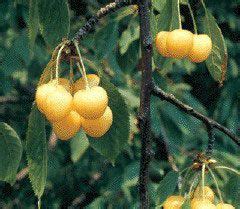 prunus avium gold gold sweet cherry  grandpas orchard