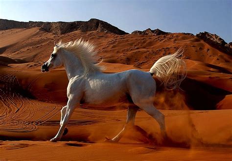 images  horses running  desert  pinterest arabian