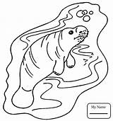 Manatee Coloring Pages Printable Getcolorings sketch template