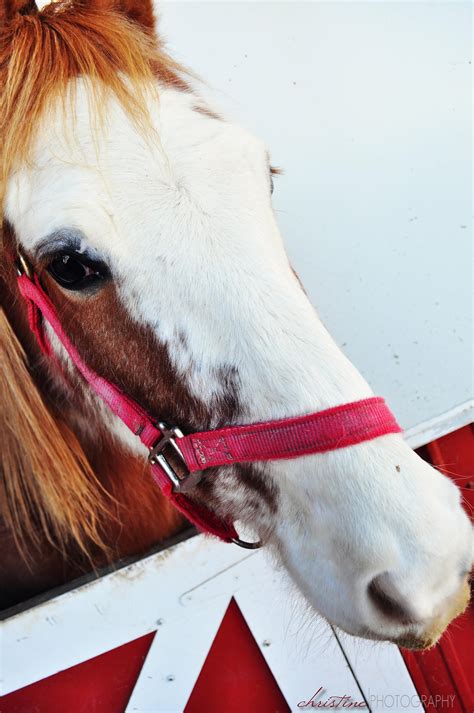 sweet horse horses animals photography