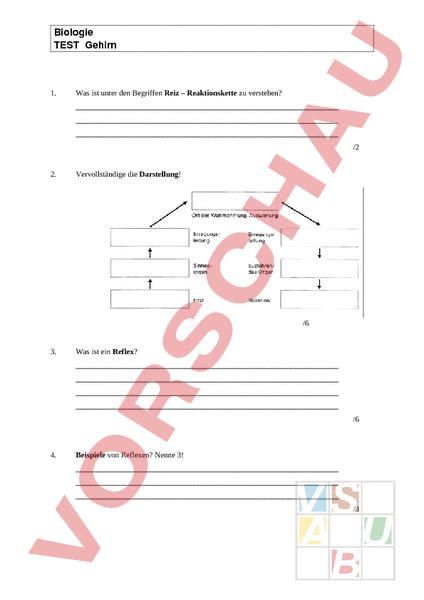 arbeitsblatt gehirn reiz reflex biologie neurobiologie