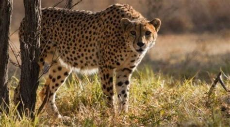 cheetah death project blames mating violence experts question move
