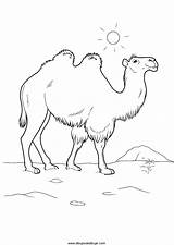 Camellos Dromedarios Desierto Parecidos Otros sketch template