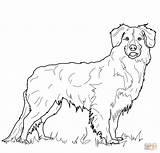 Retriever Golden Coloring Pages Duck Tolling Nova Scotia Dog Printable Puppy Drawing Line Color Super Print Colouring Dogs Clipart Da sketch template