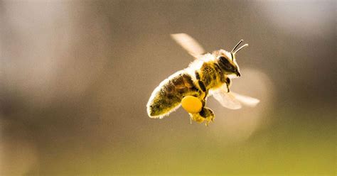 Bee Pollen Does It Have Any Benefits And How To Take It
