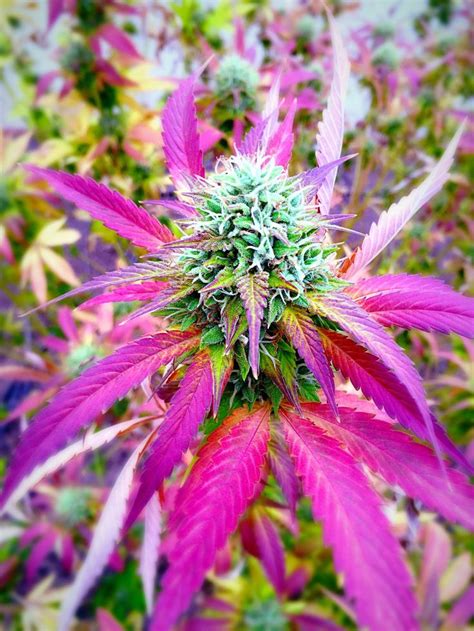 grow purple  pink cannabis buds growing cannabis plant