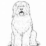 Sheepdog English Old Coloring Pages Surfnetkids sketch template