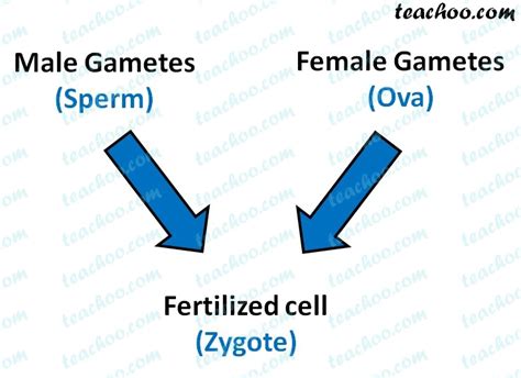 What Are Gametes Chapter 9 Class 8 Reproduction Notes By Teachoo